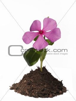 Pink Periwinkle flower in mound of soil isolated