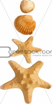 Vector starfishes and shells