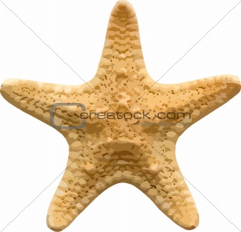 Vector starfish