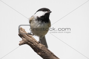 Isolated Bird On A Stump