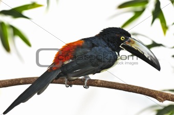 Collared Aracari toucan