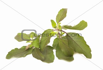 Holy Basil / Tulasi Isolated on White with clipping path