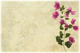 Pink bougainvillea branch on pale ribbed parchment