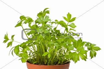 a lovage plant in a pot