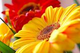 Bright red and yellow gerbera flowers.