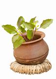 holy basil in a clay pot on a wicker ring isolated with clipping
