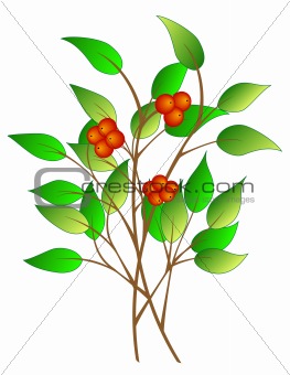 Tree branch with berries