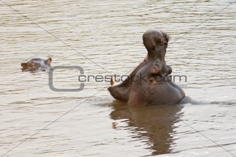 hippo yawning