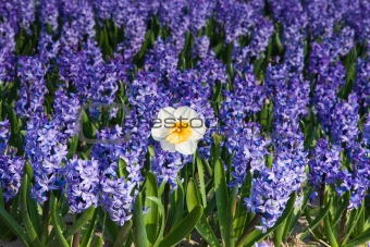Daffodil and purple hyacinths