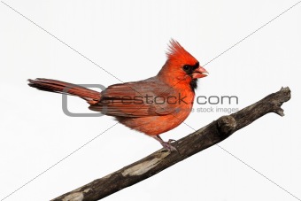 Isolated Cardinal On A Stump