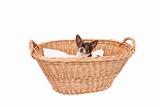 chihuahua in wicker basket