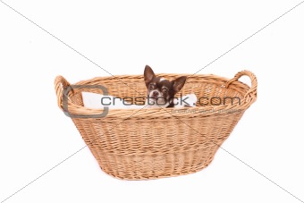 chihuahua in wicker basket