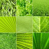 Nature green background