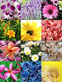 Flower collage