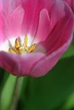 Pink tulip abstract flower