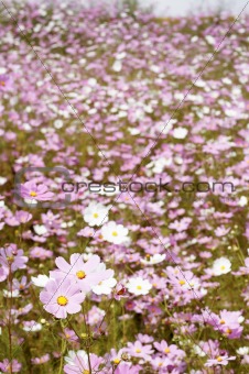 Field of wild cosmos flowers