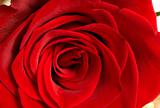 Dark red rose macro