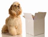 dog sitting beside empty box