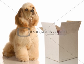 dog sitting beside empty box