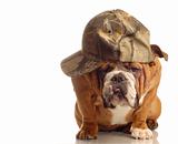 english bulldog wearing hunting hat