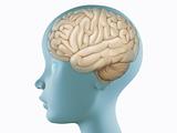 Brain in profile head