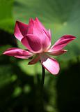 Pink water lilly