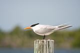 A Royal Tern perched on a piling