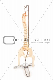 Chiropractic Model of Human Spine