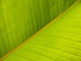 Banana Leaf Diagonal Pattern Close-up