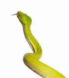 green tree python - Morelia viridis (5 years old)