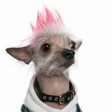 Chinese Crested Dog - Hairless (2 years old)