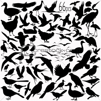 Detailed Vectoral Bird Silhouettes