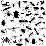 Detailed Vectoral Bug Silhouettes