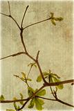 Almond tree branches on ribbed parchment