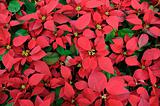 Red poinsettia background