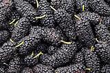 Blackberries background