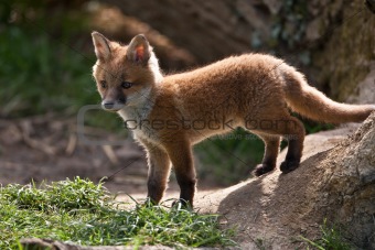 Red Fox in British Countryside