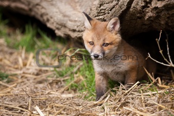 Red Fox in British Countryside