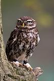 Little Owl on perch