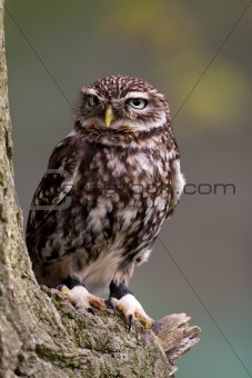 Little Owl on perch