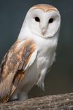 Barn Owl on perch