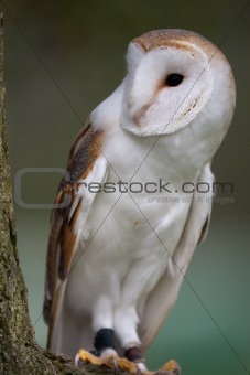 Barn Owl on perch