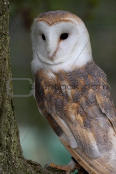 Barn Owl on perch