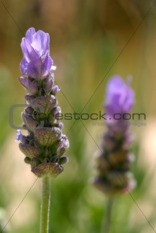 Spanish Lavender Closeup
