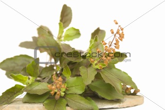 holy basil tulasi with seeds on stone plate isolated