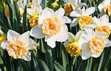 White and orange daffodils