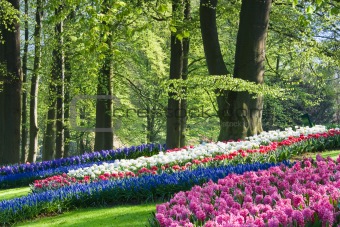Pink, white and blue flowers in spring