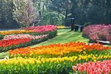 Rainbow of tulips in spring