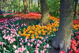 Tulips under the trees in spring