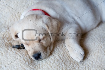 Sleeping Yellow Labrador Puppy